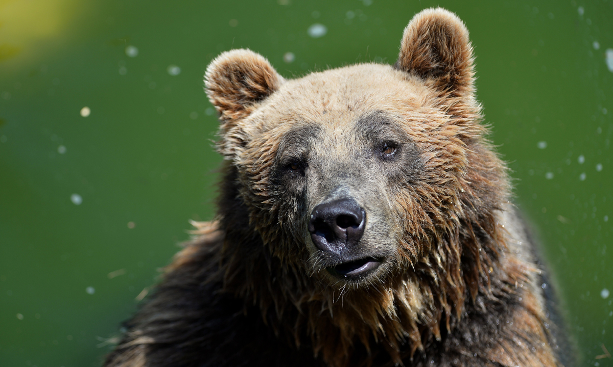 Animali, le foto più belle del mese – Luglio