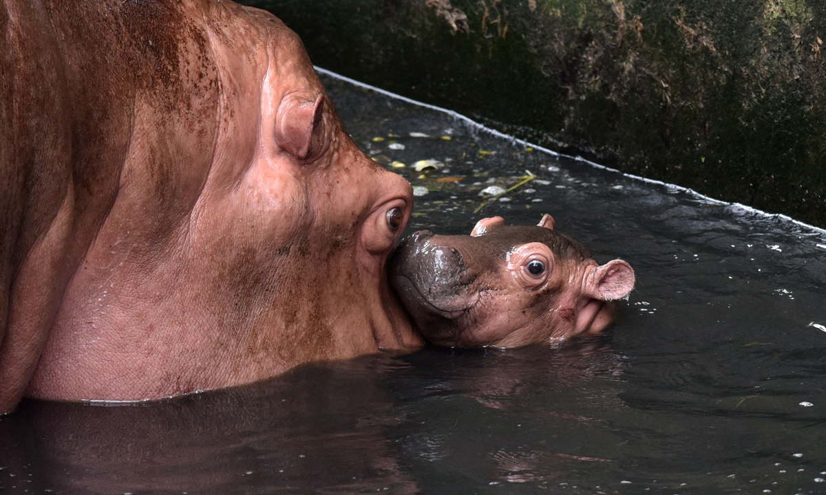 Animali, le foto più belle del mese – Luglio