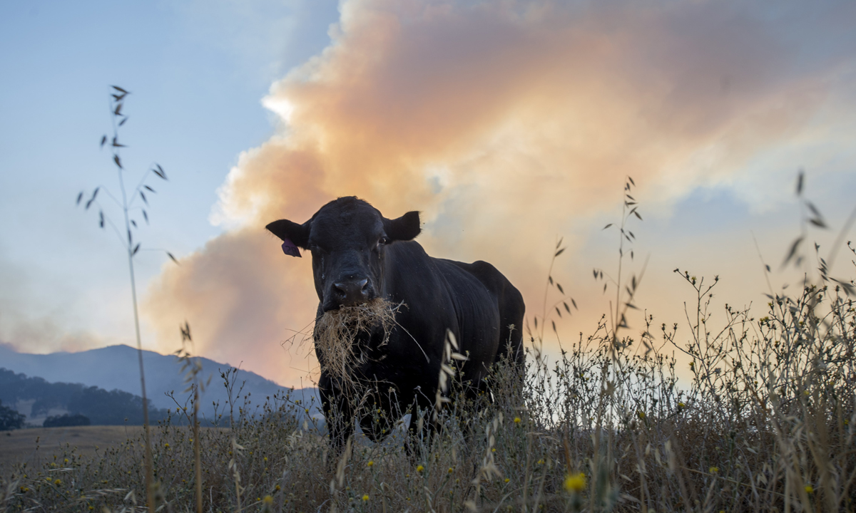Animali, le foto più belle del mese – Luglio