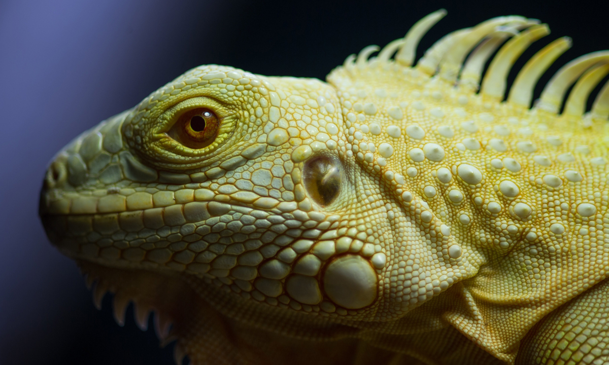 Animali, le foto più belle del mese – Luglio