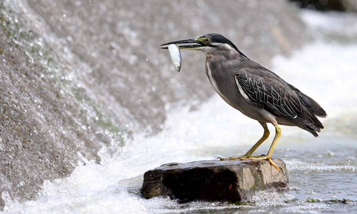Animali, le foto più belle del mese – Luglio