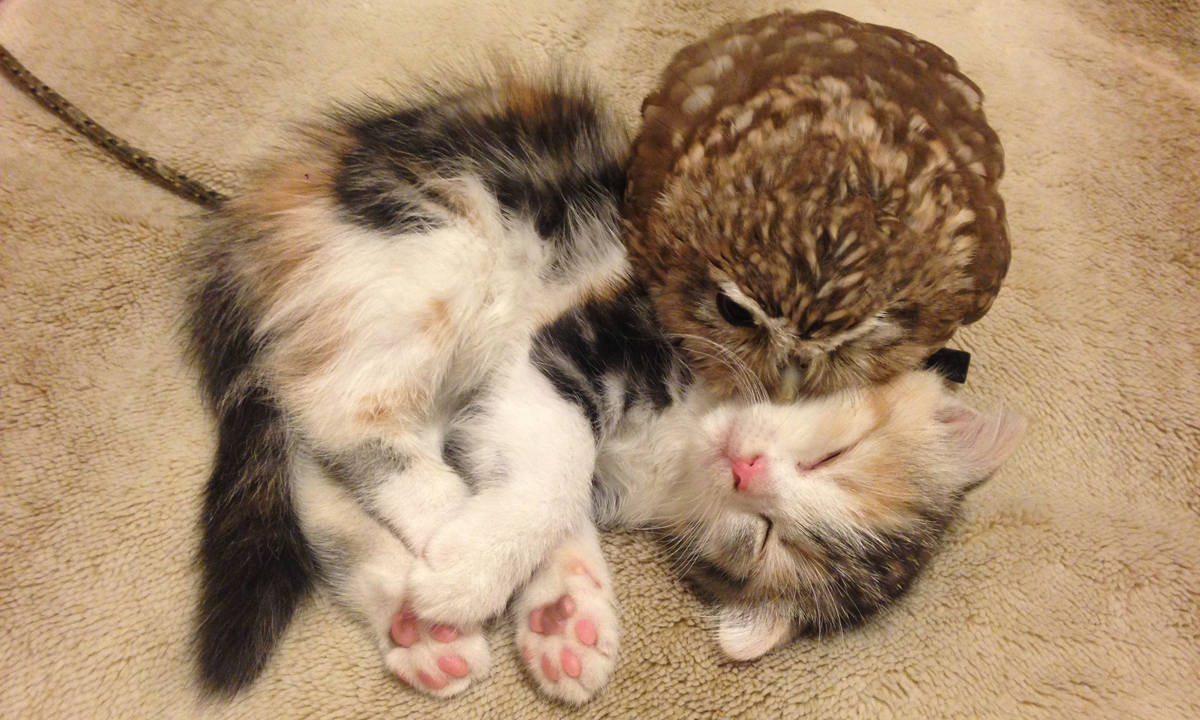 Animali, le foto più belle del mese – Luglio