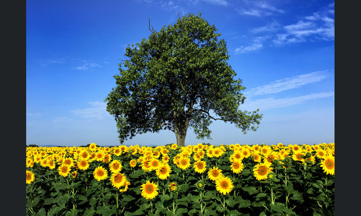 Le foto più belle della settimana – 17/23 luglio