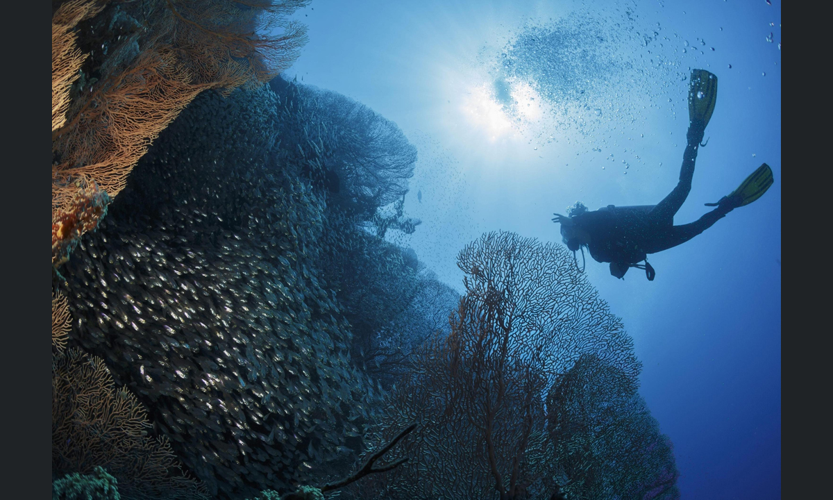 Sharm El Sheikh, immersioni nel Mar Rosso