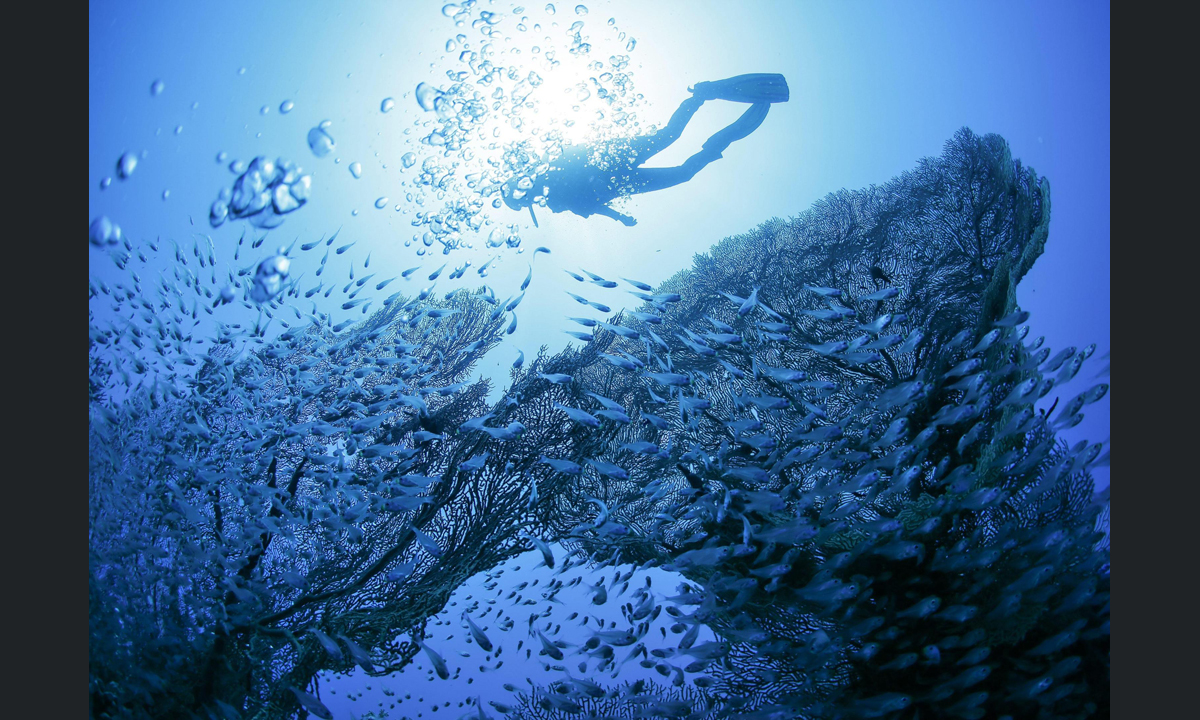 Sharm El Sheikh, immersioni nel Mar Rosso