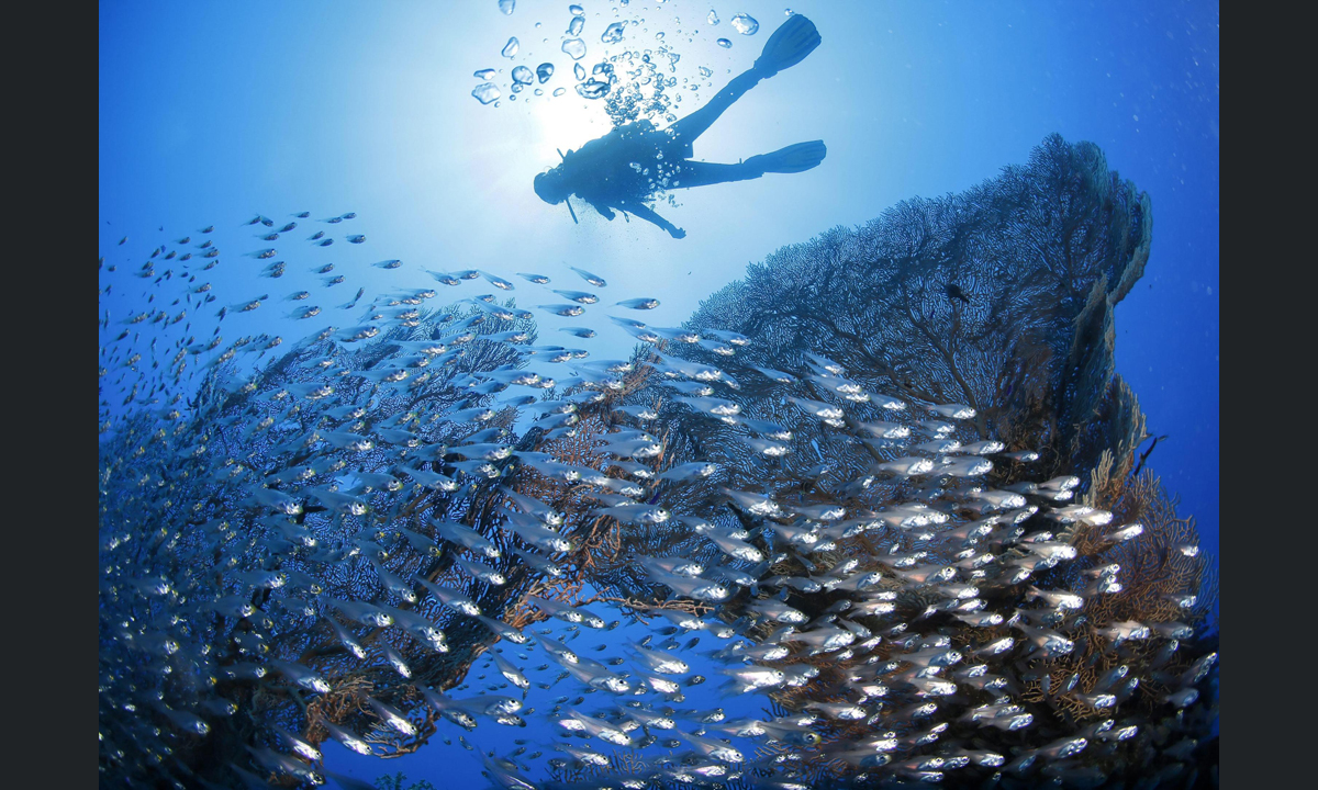 Sharm El Sheikh, immersioni nel Mar Rosso