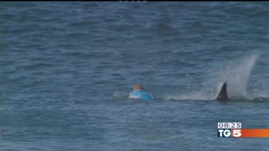 Surfista attaccato da due squali