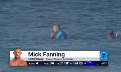 Squalo attacca surfista, lui lo prende a calci