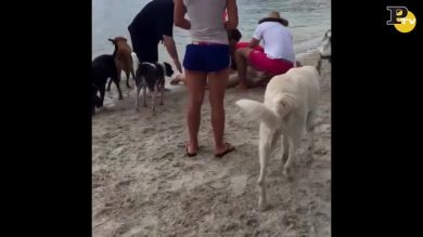 Florida: cane salvato con il massaggio cardiaco