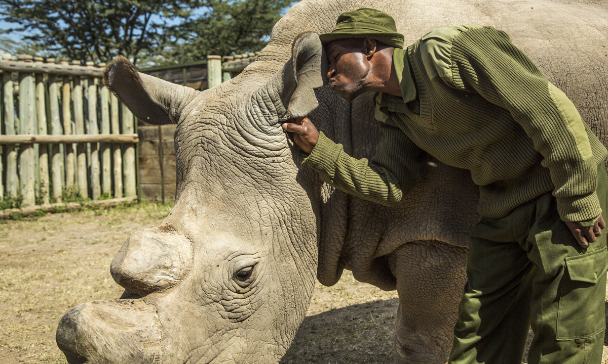 L’ultimo rinoceronte bianco settentrionale del pianeta