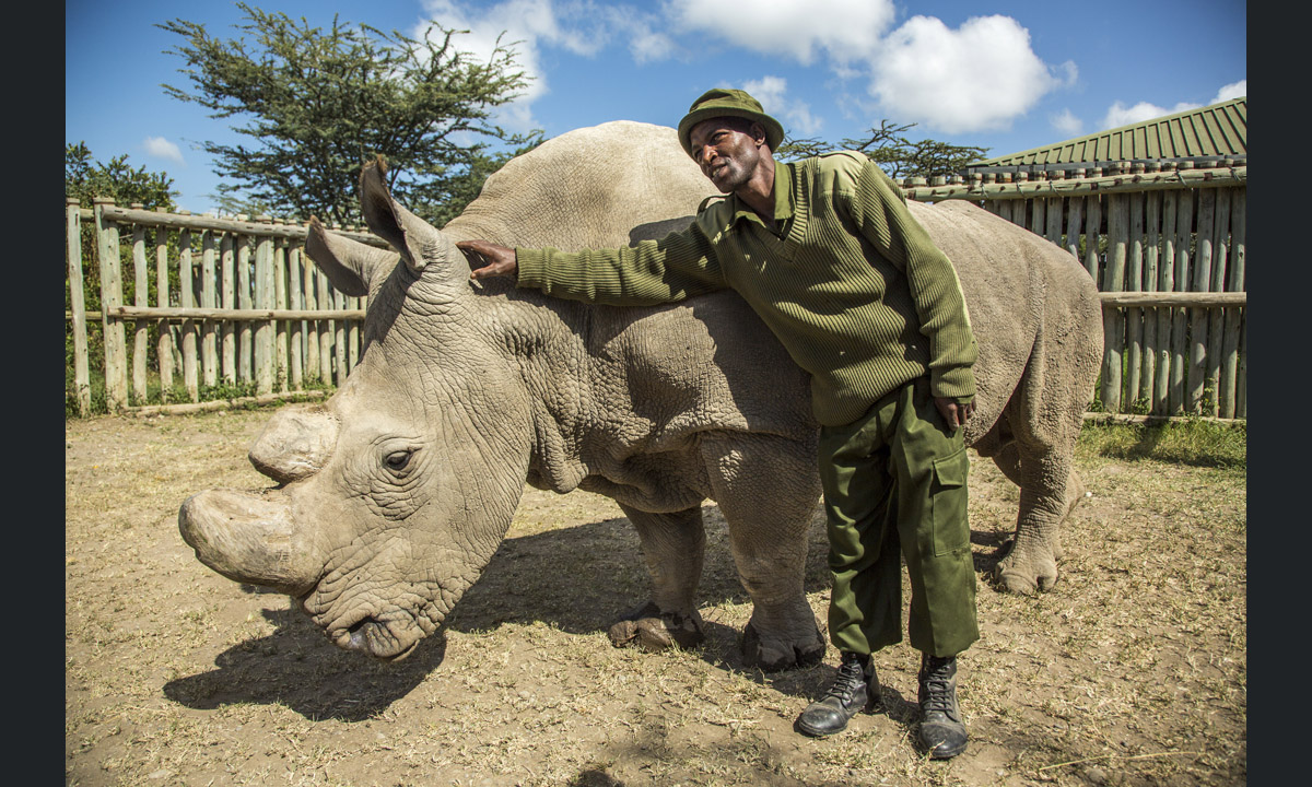 L’ultimo rinoceronte bianco settentrionale del pianeta