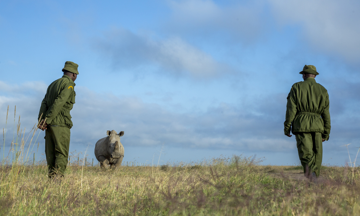 L’ultimo rinoceronte bianco settentrionale del pianeta