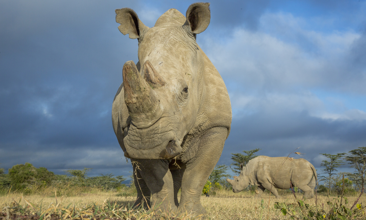 L’ultimo rinoceronte bianco settentrionale del pianeta