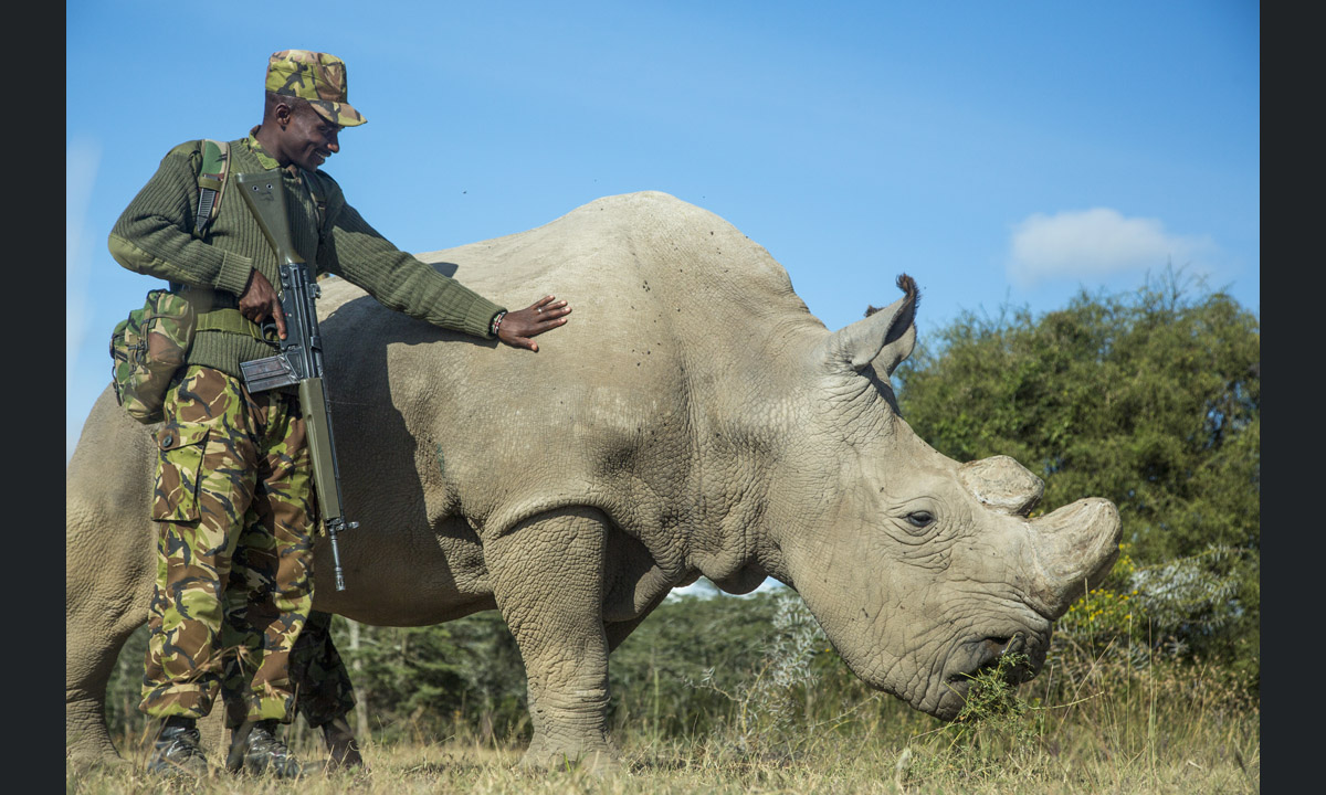 L’ultimo rinoceronte bianco settentrionale del pianeta