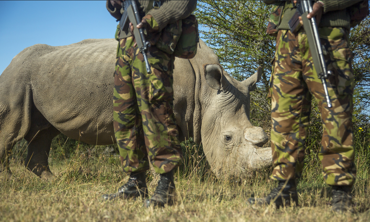 L’ultimo rinoceronte bianco settentrionale del pianeta