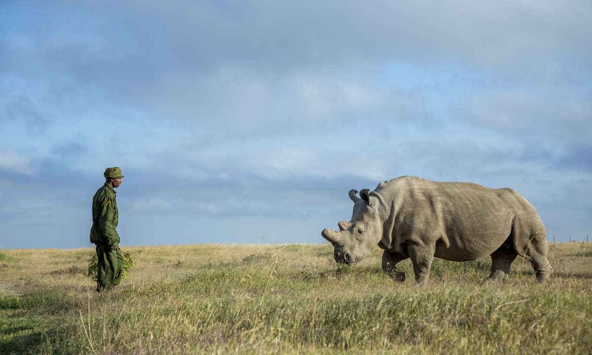 L’ultimo rinoceronte bianco settentrionale del pianeta