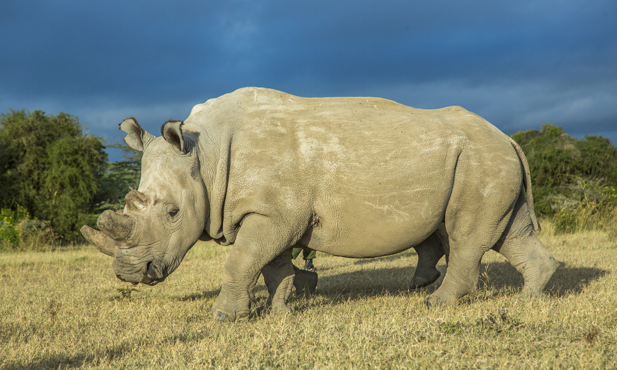 L’ultimo rinoceronte bianco settentrionale del pianeta