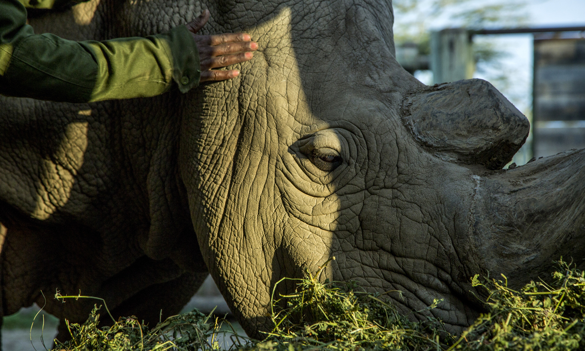 L’ultimo rinoceronte bianco settentrionale del pianeta