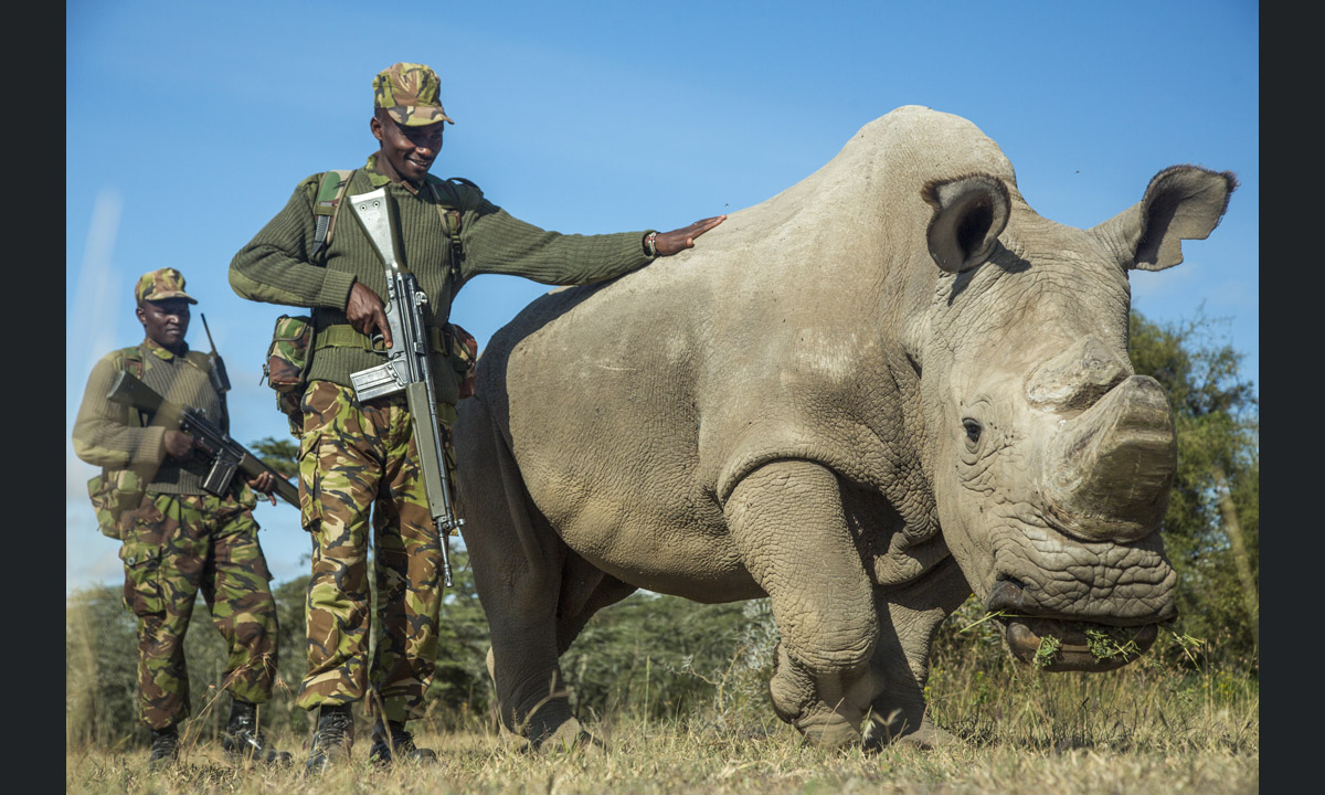 L’ultimo rinoceronte bianco settentrionale del pianeta