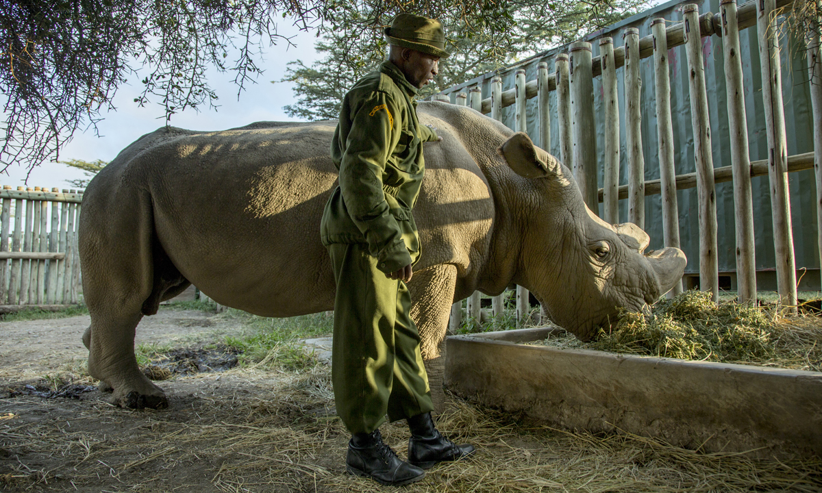 L’ultimo rinoceronte bianco settentrionale del pianeta