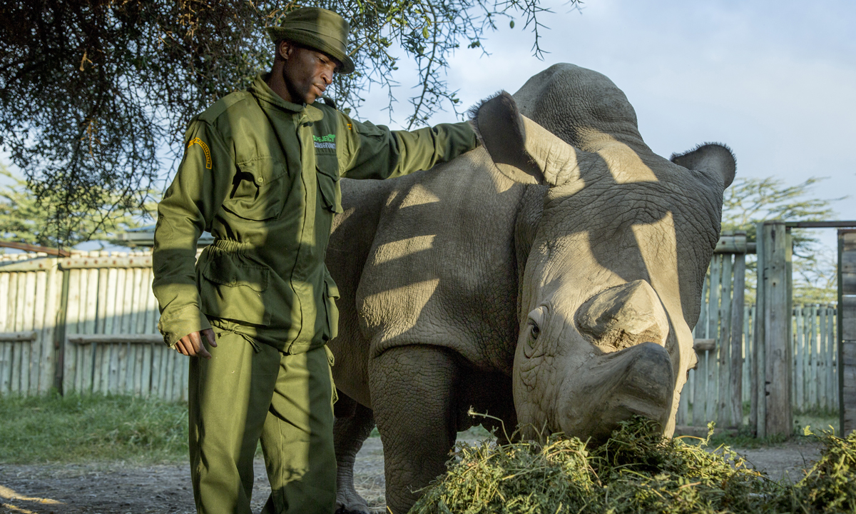 L’ultimo rinoceronte bianco settentrionale del pianeta
