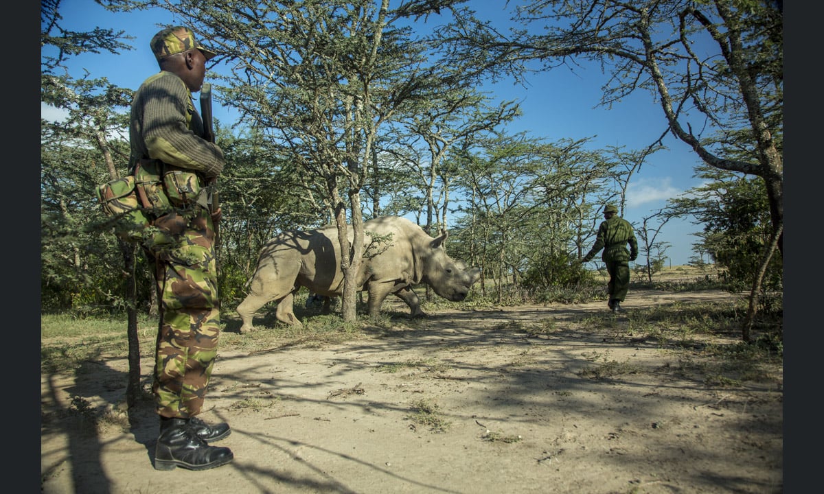 L’ultimo rinoceronte bianco settentrionale del pianeta