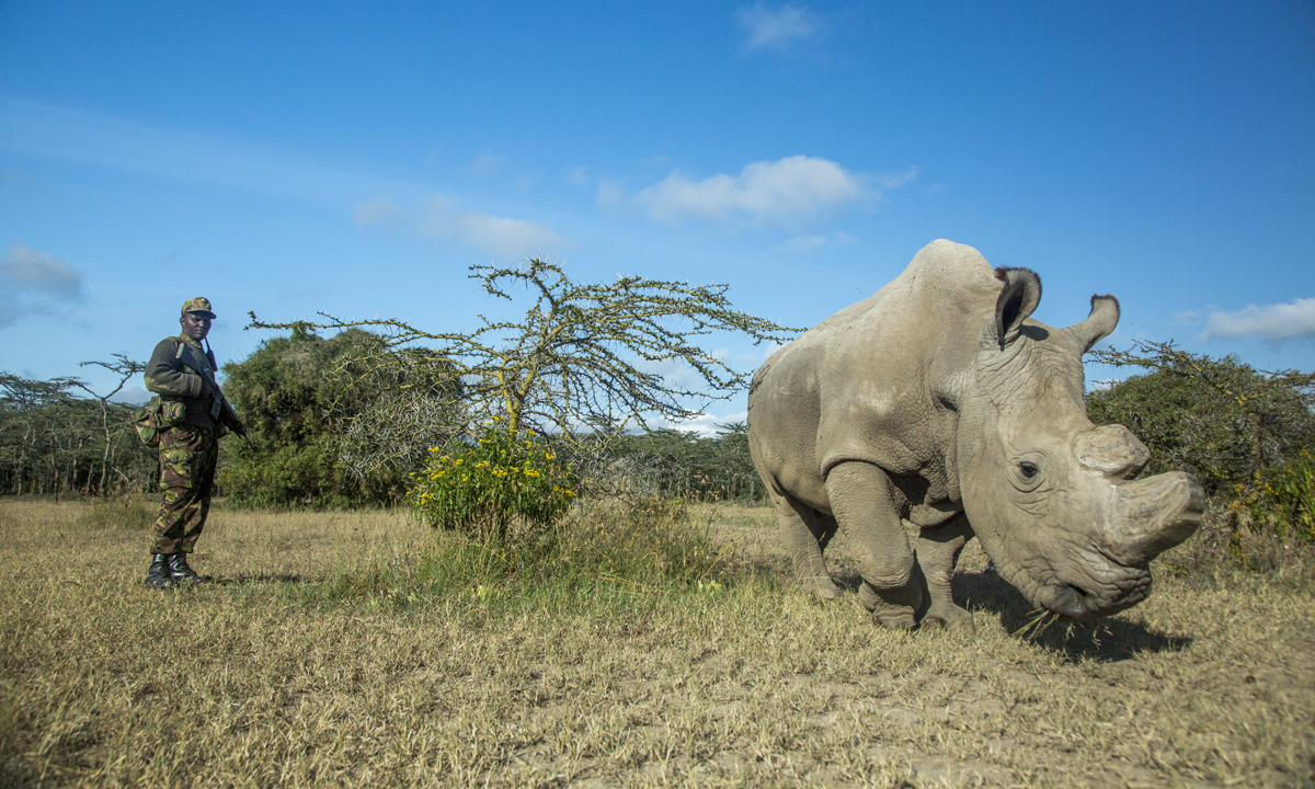 L’ultimo rinoceronte bianco settentrionale del pianeta