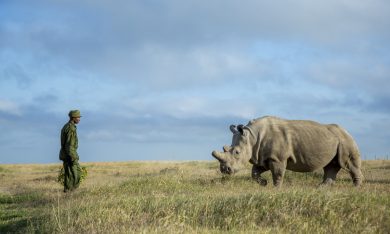 L’ultimo rinoceronte bianco settentrionale del pianeta