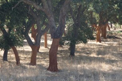Discovering Sardinia’s cork craftwork tradition