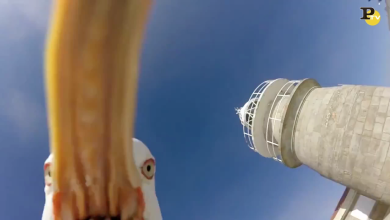 Il gabbiano ruba la GoPro e filma il panorama
