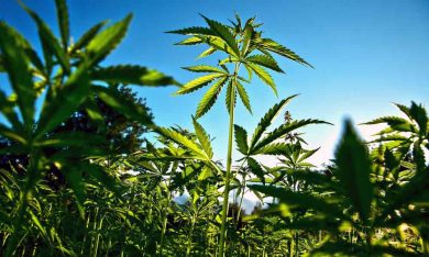 Legalizzare la cannabis, ecco la proposta bipartisan