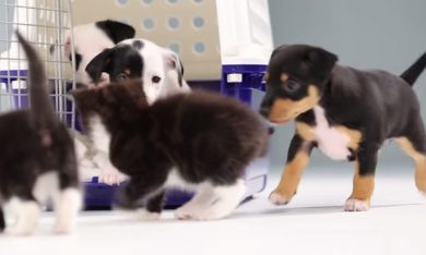 Cuccioli di cani e di gatti