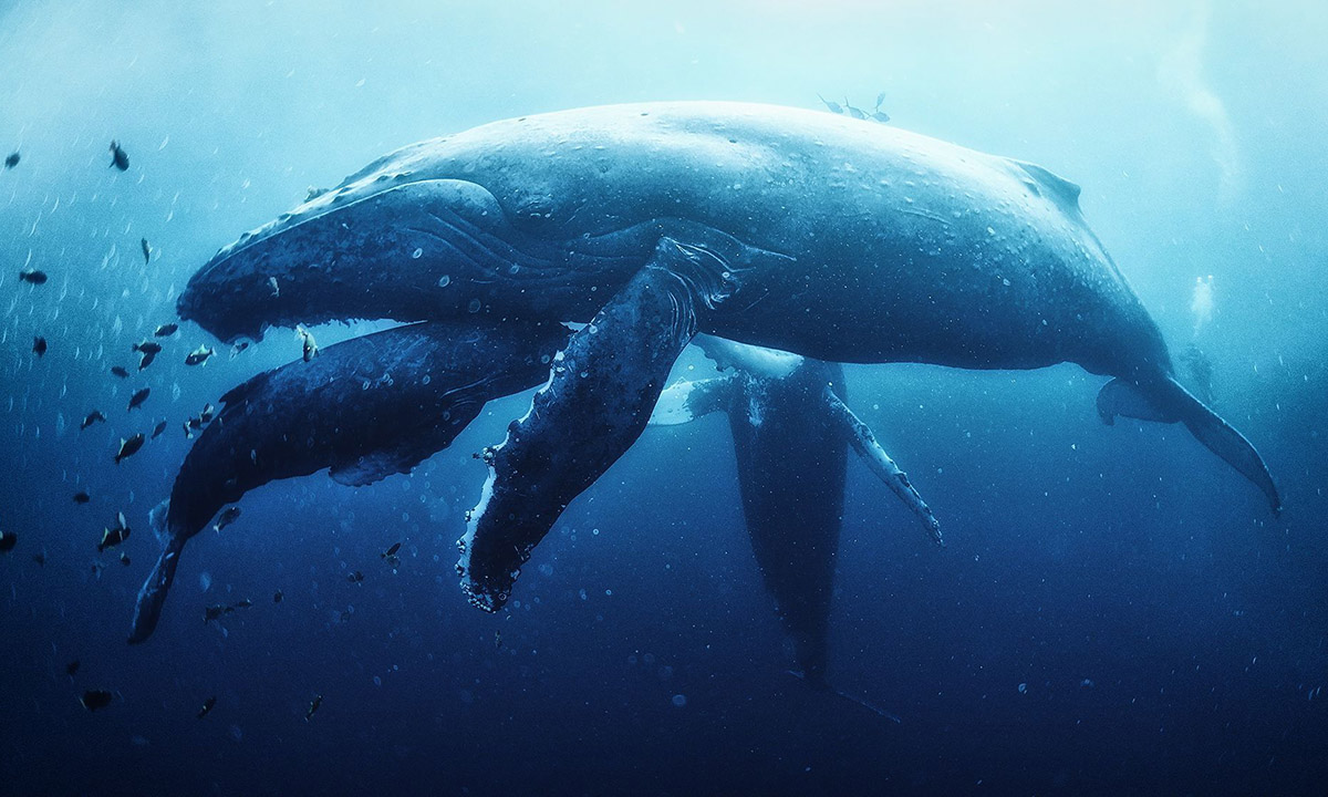 Mamma megattera insegna al suo cucciolo a respirare