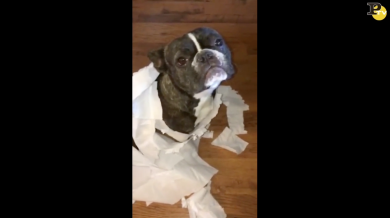 “Chi ha combinato questo disastro?” Il cane accusa l’amico