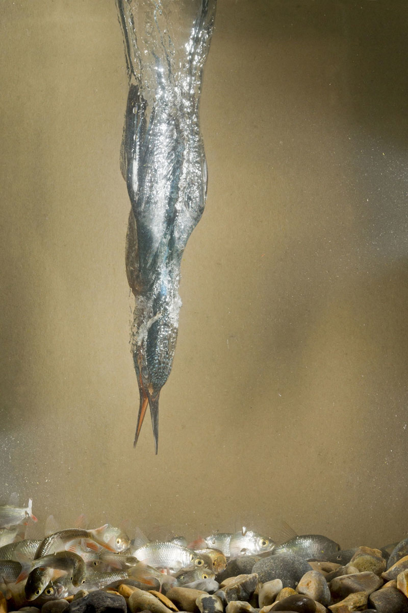 ll martin pescatore, tuffatore provetto ll martin pescatore, tuffatore provetto
