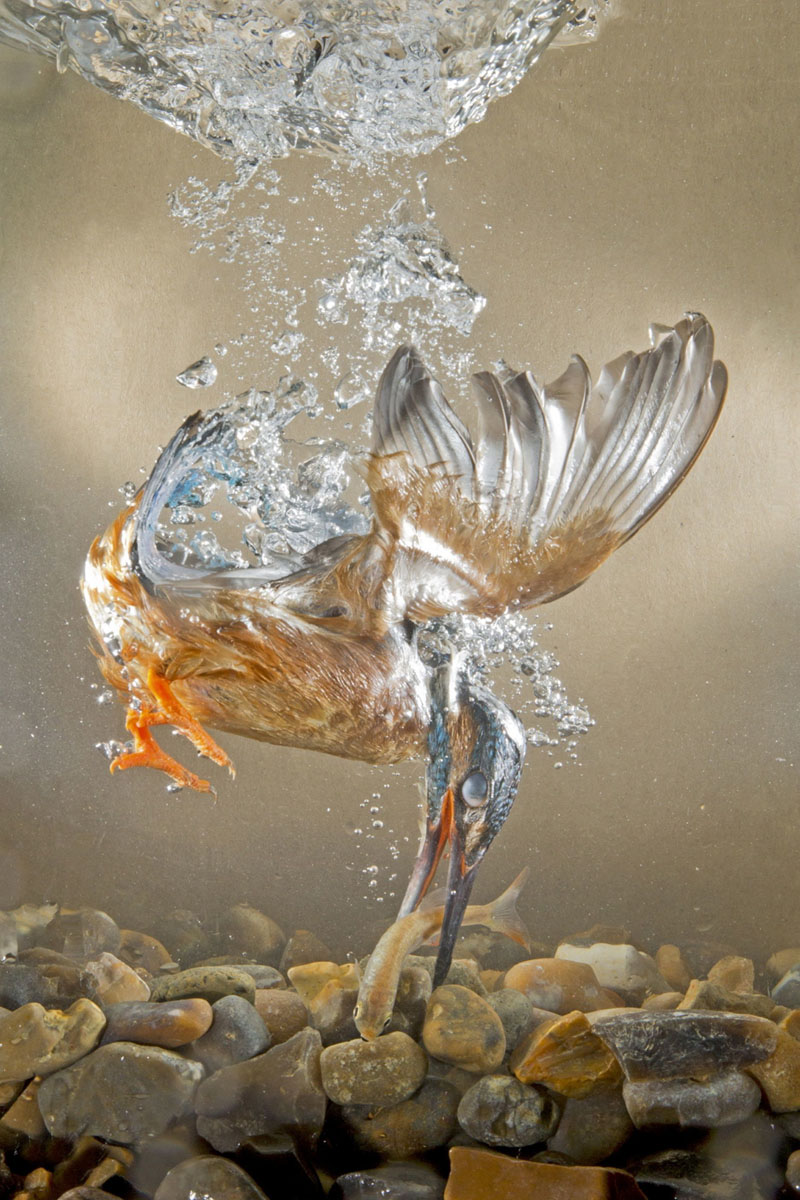 ll martin pescatore, tuffatore provetto ll martin pescatore, tuffatore provetto