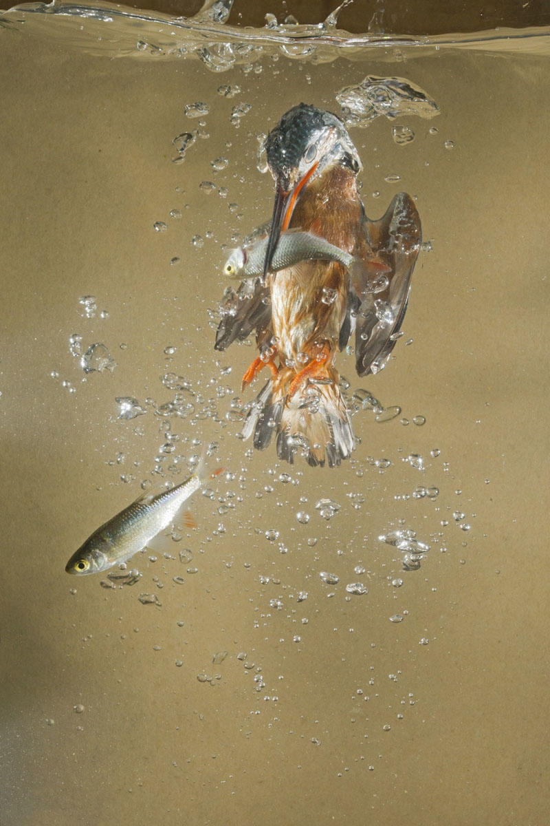 ll martin pescatore, tuffatore provetto ll martin pescatore, tuffatore provetto