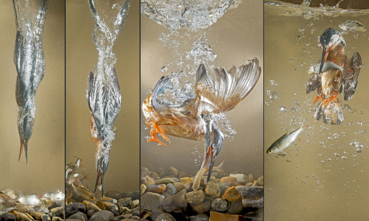 ll martin pescatore, tuffatore provetto