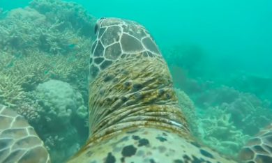 Tartarughe marine e base jumper