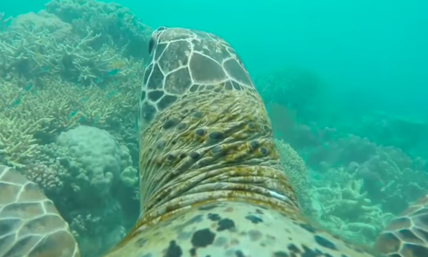 Tartarughe marine e base jumper