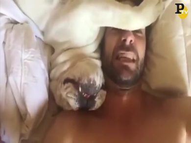 Il risveglio (rumoroso) del bulldog
