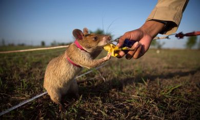 Cambogia, topi giganti in cerca di mine antiuomo