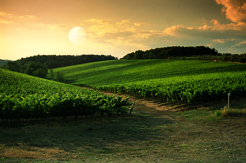 Antinori: bere bene, bere meglio Antinori: bere bene, bere meglio