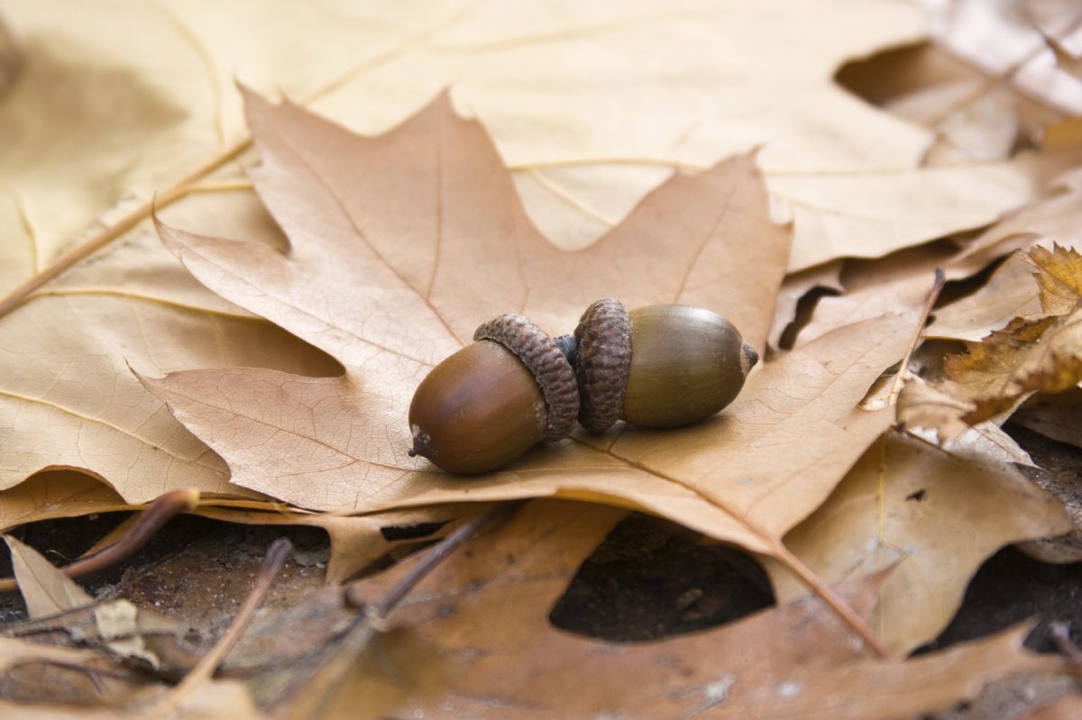 Galleria foto 'Superstizione? Ad ognuno la sua' - foto 5