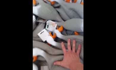 L’urlo delle papere di plastica