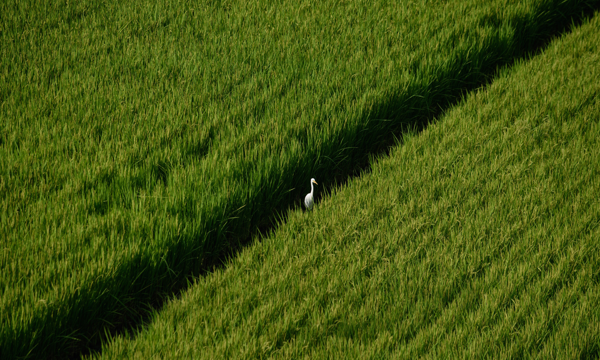 Le foto più belle della settimana – 21/27 agosto