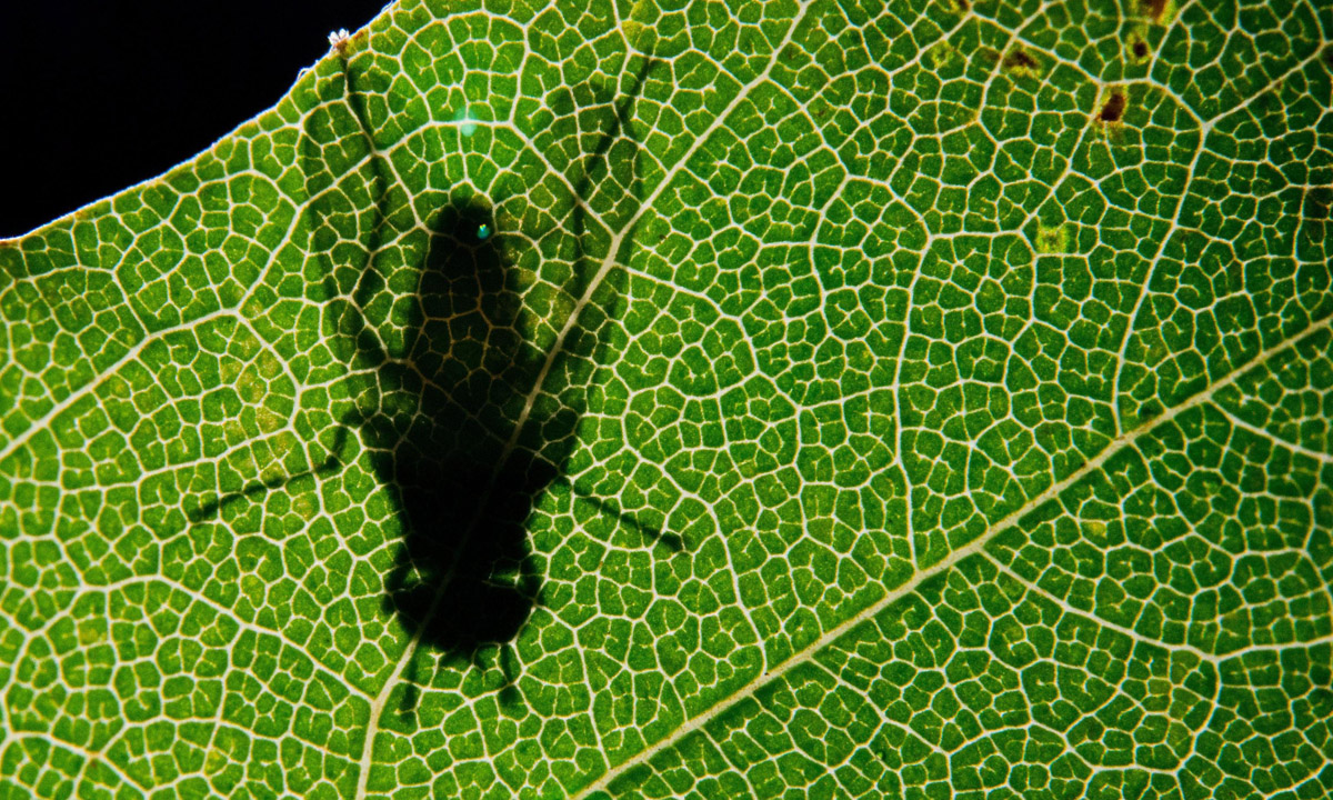 Le foto più belle della settimana – 21/27 agosto