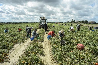 Caporalato: 13 morti solo quest’estate