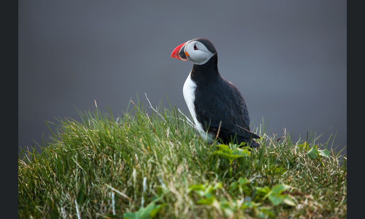 Islanda, un viaggio spettacolare nella natura Islanda, un viaggio spettacolare nella natura
