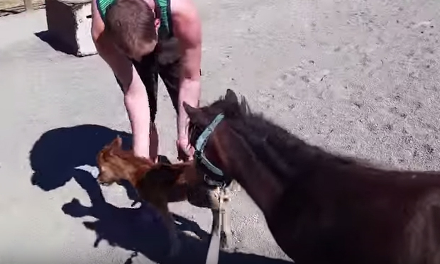 Il mini pony campione di tenerezza